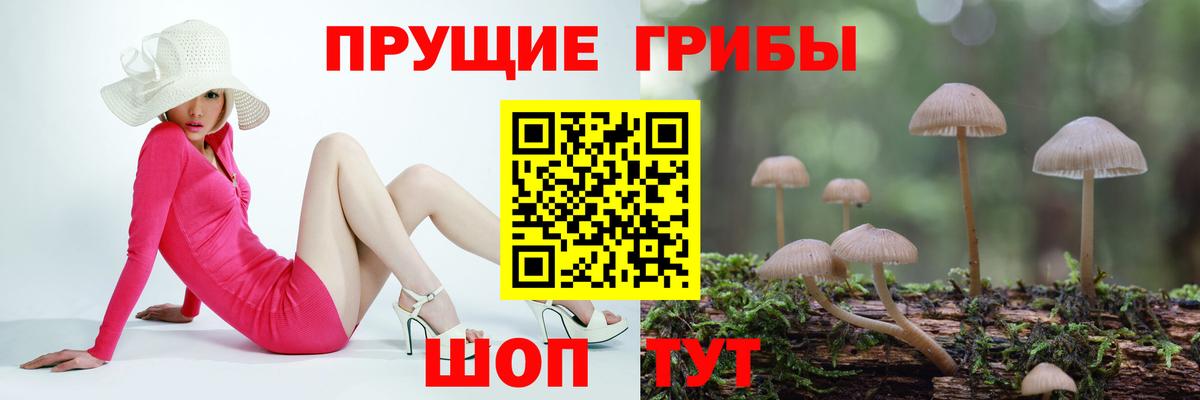 Галлюциногенные грибы Psilocybine cubensis Богородск